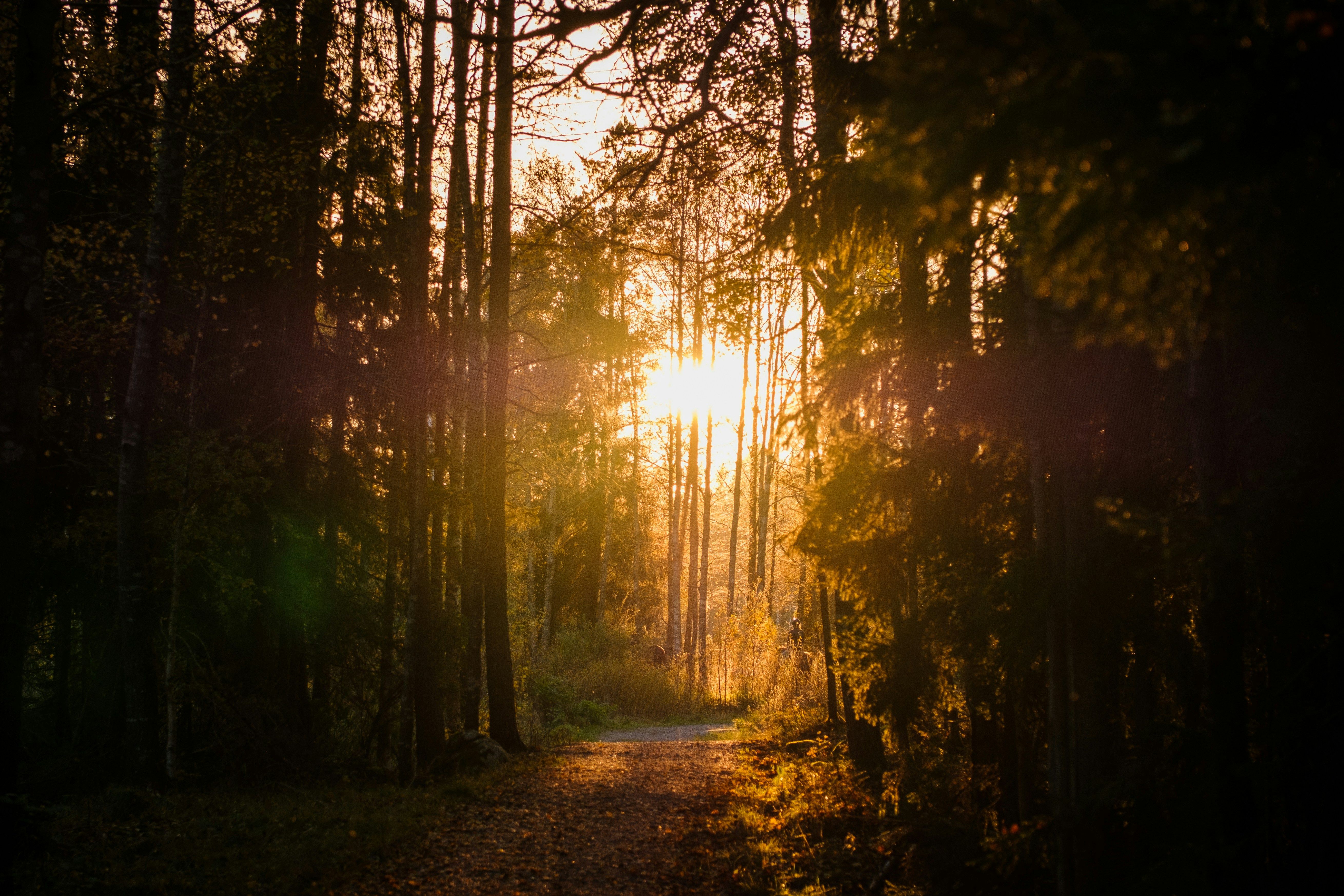Sunlight filters through trees onto a forest path during golden hour
